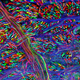 Illustration for article titled Nobel Prize in Chemistry Awarded for Transgenic, Glowing Animals